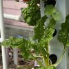 STANDARD HYDROPONIC TOWER - EXOTOWER 4 Tier KIT INDOOR HYDROPONIC GARDEN - VERTICAL HYDROPONIC GARDEN WITH IRRIGATION BLOCK AND LID for indoor and outdoor use - Image 2